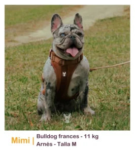 ¿Cómo saber la talla de mi perro?