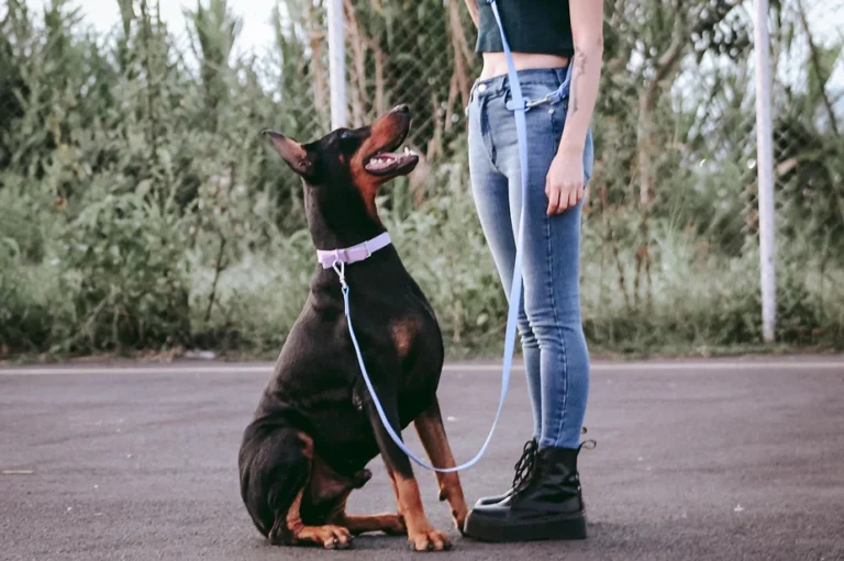 Vivir con Perros en Comunidad: Reglas, Consejos y Buenas Prácticas