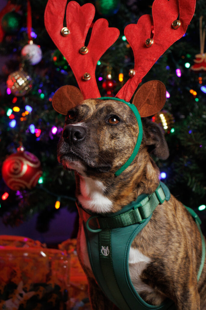 Tips Para Una Navidad Segura Junto a tu Perro