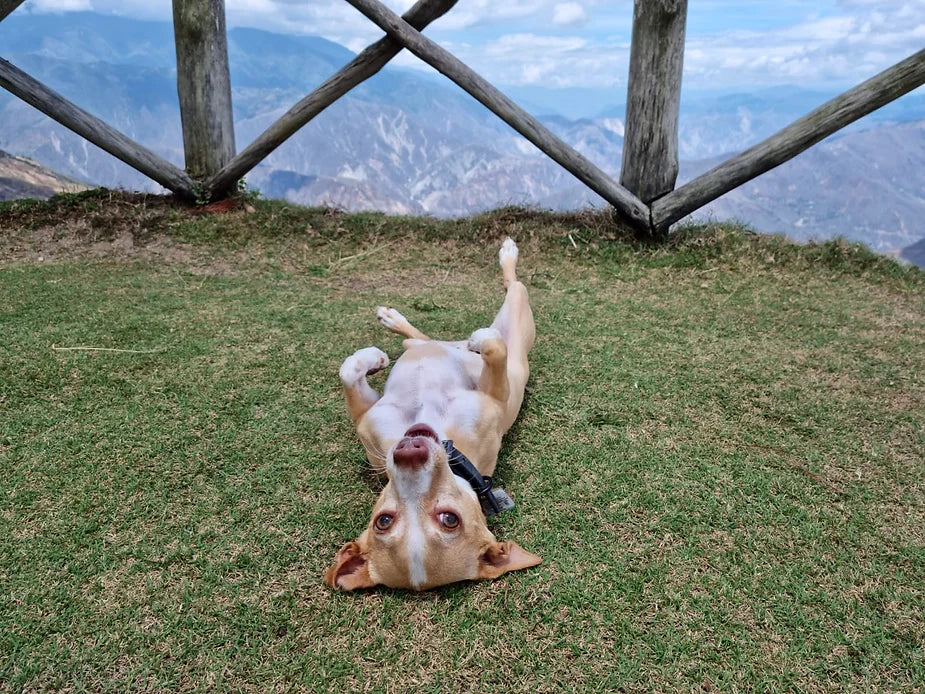 Adoptar un Perro – 4 Cosas que Debes Tener en Cuenta
