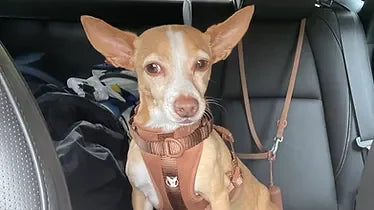 ¿Cómo estar seguro con tu perro en situaciones cotidianas?