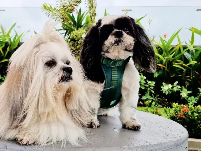 ¿Mi Perro Debe Usar Arnés o Collar?