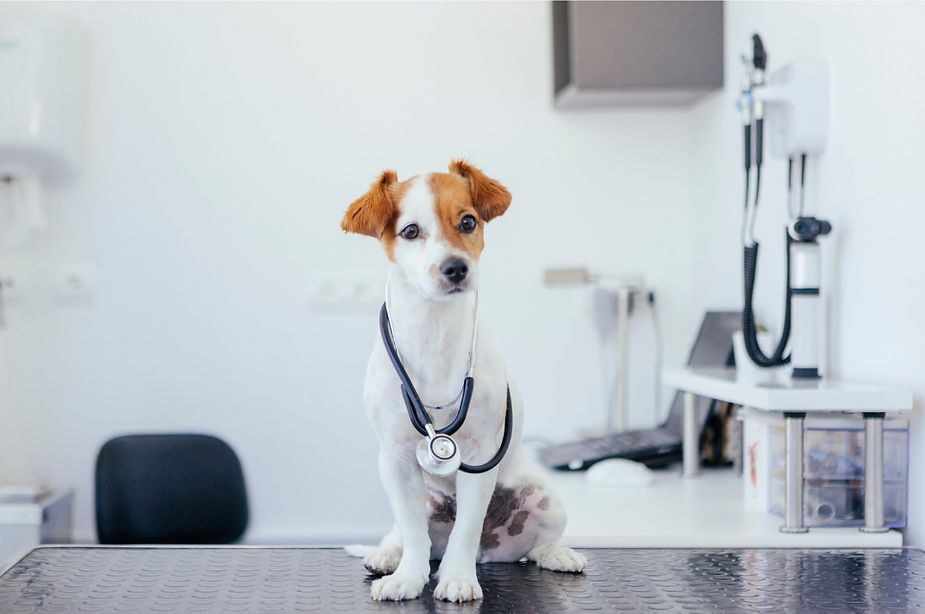 Primeros Auxilios para Perros ¿Cómo Manejar una Emergencia?