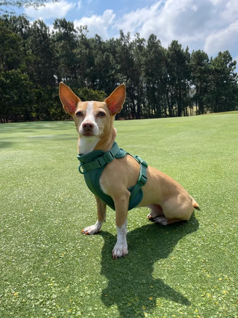 9 Razones Para Adoptar un Perro