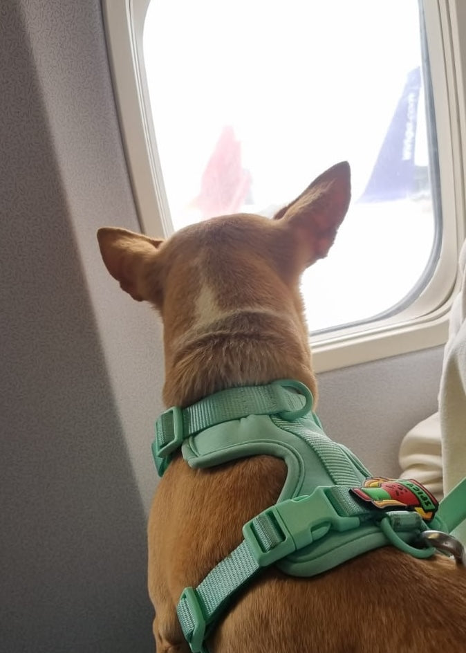 Viajar con tu perro: lo que necesitas preparar (con checklist descargable)