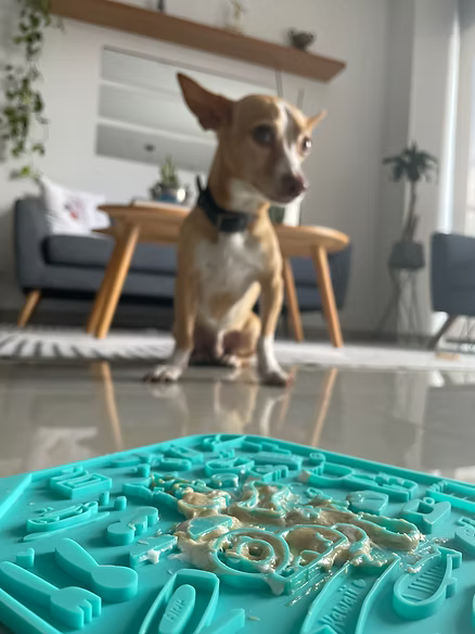 5 Juegos Sensoriales Para Perro