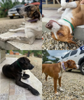 Yessica, Myla, Bruno, Muñeca, Tiago